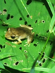 Eleutherodactylus antillensis