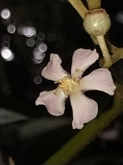 Miconia xalapensis