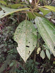 Miconia xalapensis