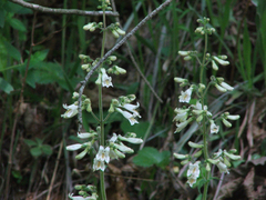 Penstemon pallidus