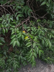 Memecylon umbellatum