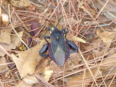 Pachylis pharaonis
