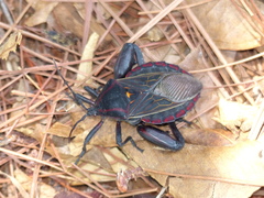 Pachylis pharaonis