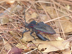 Pachylis pharaonis