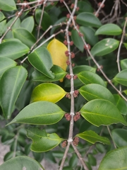 Memecylon umbellatum