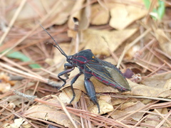 Pachylis pharaonis