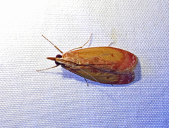 Syntonarcha iriastis