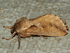 Elhamma australasiae