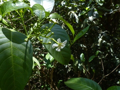 Tabernaemontana alternifolia