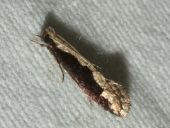 Erechthias diaphora