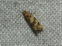 Euphona euphona