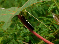 Ariadne ariadne