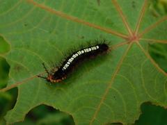 Ariadne ariadne