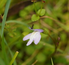 Mazus pumilio