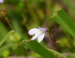 Mazus pumilio