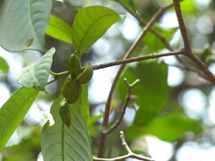 Tabernaemontana alternifolia