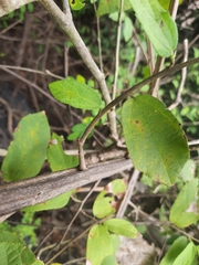 Grewia flavescens