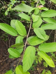Grewia flavescens