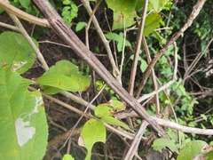 Grewia flavescens