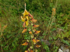 Crotalaria trichotoma