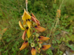 Crotalaria trichotoma