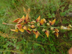 Crotalaria trichotoma