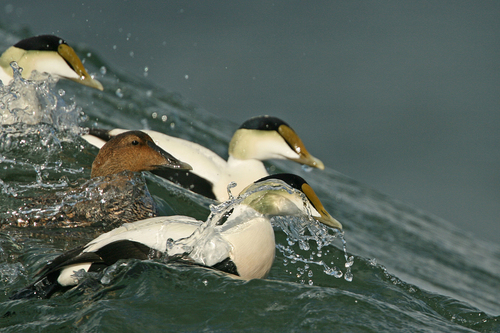 Eider à duvet