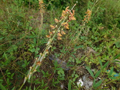 Crotalaria trichotoma