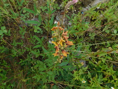 Crotalaria trichotoma