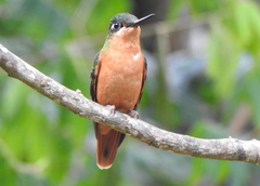 Heliodoxa rubricauda