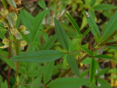 Crotalaria trichotoma