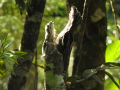 Nyctibius griseus