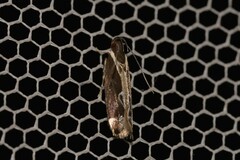 Chaliniastis astrapaea