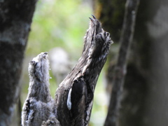 Nyctibius griseus
