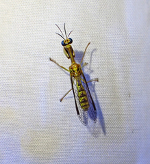 Spaminta minjerribae