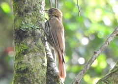 Lepidocolaptes squamatus