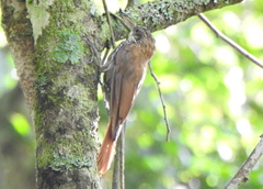 Lepidocolaptes squamatus