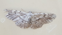 Iridopsis vellivolata