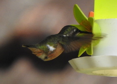 Calliphlox amethystina