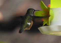 Calliphlox amethystina