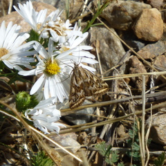 Loxostege cereralis