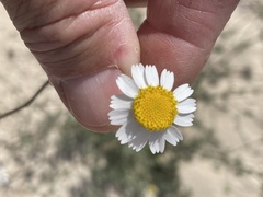 Perityle crassifolia robusta