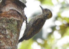 Dryobates maculifrons