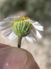 Perityle crassifolia robusta