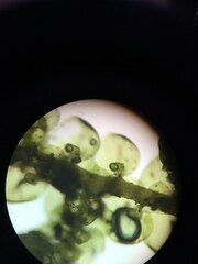 Frullania franciscana