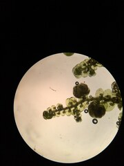 Frullania franciscana