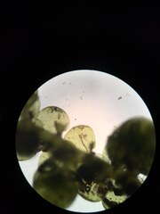 Frullania franciscana