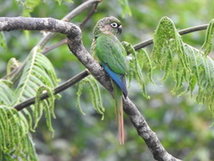 Pyrrhura frontalis