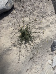 Perityle crassifolia robusta