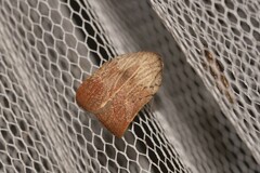 Tortricopsis pyroptis